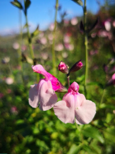 Salvia 'Crazy Dolls', Salvia 'Crazy Dolls' vendita online, vendita Salvia 'Crazy Dolls', salvie resistenti al freddo. salvie resistenti al gelo, Salvia 'Crazy Dolls' per giardino, salvia con fiore rosa, salvia da fiore rosa vendita