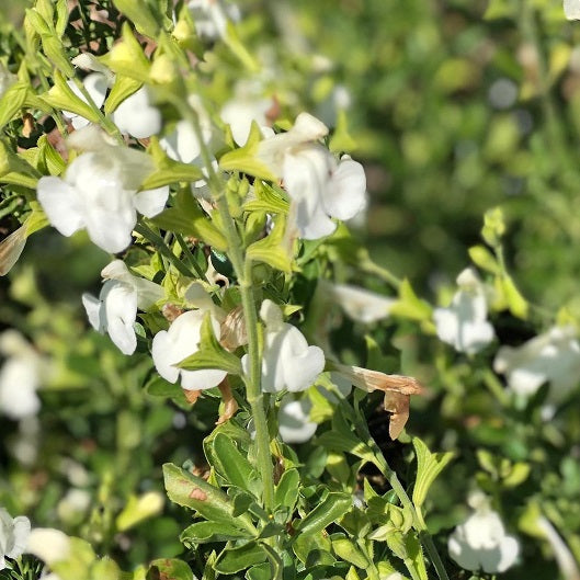 Salvia x jamensis La luna vaso 14.  salvia da fiore ornamentale che ama l'esposizione soleggiata, fiorisce da maggio fino a novembre con dei fiori di colore giallo chiaro. Altezza massima di 80 cm.