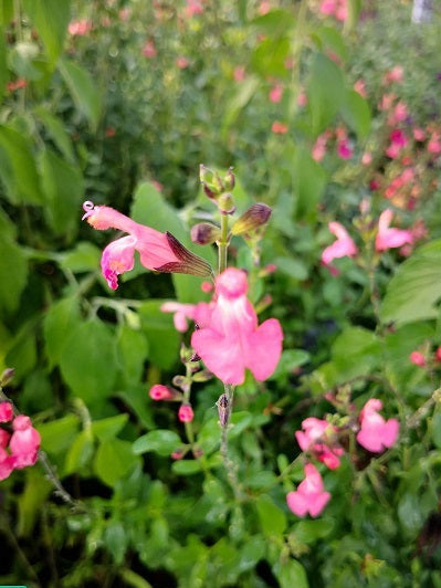 Salvia x Jamensis La Siesta in vendita in vaso 14 cm, è un cespuglio perenne con lunghe fioriture rosa salmone, resistente al caldo, alla siccità e al gelo.   Esposizione pieno sole o mezz' ombra, sopporta periodi di siccità, rustica -12°C.. Altezza e 50-70 cm.