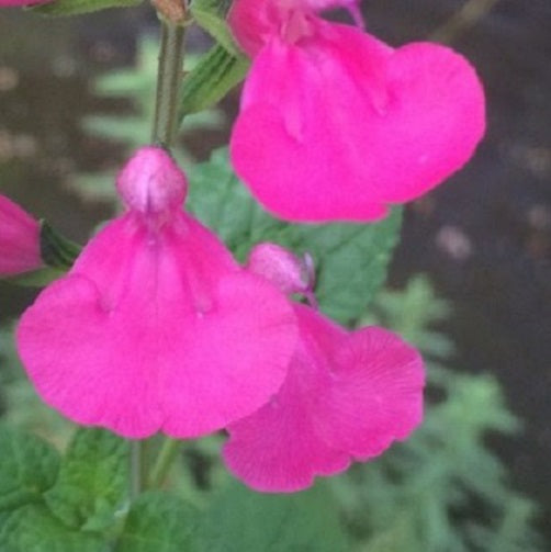 Salvia 'La Trinidad Pink', disponibile in vaso da 14 cm, è una pianta ornamentale con altezze comprese tra 30 cm e 90 cm. Caratterizzata da foglie aromatiche di forma ovale, questa varietà produce fiori tubolari di colore rosa. La fioritura avviene dalla primavera all'autunno, e la pianta prospera in terreni ben drenati e soleggiati. 