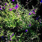  La Salvia lycioides, conosciuta anche come Chia Sage o Desert Sage, è un arbusto perenne con foglie strette e grigie. Durante la fioritura, spighe di fiori tubolari blu-lilla si ergono sopra la pianta, aggiungendo un tocco di colore. Adatta ai climi caldi e secchi, questa pianta è resistente e richiede terreni ben drenati e pieno sole. Popolare per giardini xeriscaping e giardini desertici, emana un leggero profumo.