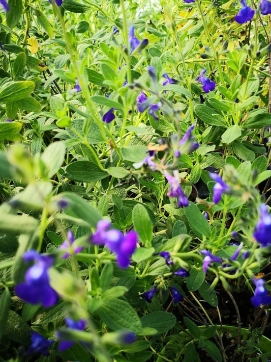 Salvia Manoon in vendita vaso 14 cm.  Piccolo arbusto, leggermente ricadente, con foglie allungate verde. Fiorisce di blu e bianco da maggio a novembre. Esposizione soleggiata, pianta molto resistente.