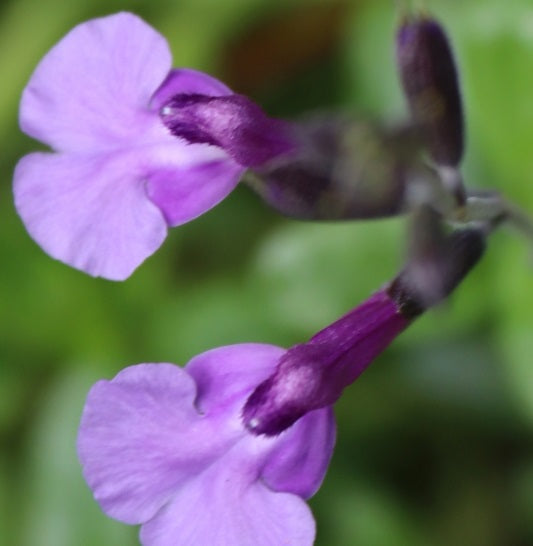 La Salvia microphylla Carolus è una pianta di altezza moderata, spesso raggiungendo da 30 a 90 centimetri, ma le dimensioni esatte possono variare tra le varietà. I fiori della Salvia microphylla sono di solito tubolari e sono di colore viola. Possono essere disposti in spighe o pannocchie e attraggono spesso api e farfalle. Il fogliame di Salvia microphylla è spesso aromatico quando sfregato. Le foglie possono essere piccole e ovali, caratteristica che conferisce il nome "microphylla".