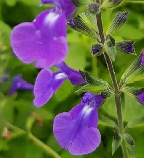 la Salvia 'Delice Feline' è una varietà di salvia ornamentale con fiori colorati e attraenti che possono aggiungere colore e vivacità al tuo giardino. Grazie alla sua resistenza e alla sua capacità di attirare impollinatori, è una scelta popolare tra i giardinieri che desiderano creare un ambiente invitante per la vita selvatica nel loro giardino.