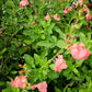Salvia microphylla 'Ribambelle' è una Pianta perenne a forma di cespuglio con piccole foglie ovali verde semi-persistenti e molto profumate. Fiori rosa salmone da maggio a novembre. Esposizione pieno sole o mezz' ombra, sopporta periodi di siccità, rustica -12°C.. Altezza e 50-70 cm. Va spuntata spesso in quanto i fiori crescono sull' altezza dello stelo.