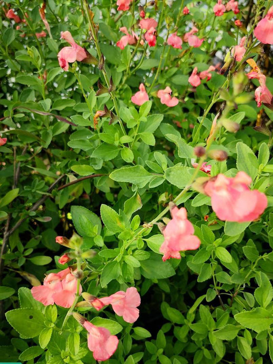 Salvia microphylla 'Ribambelle' è una Pianta perenne a forma di cespuglio con piccole foglie ovali verde semi-persistenti e molto profumate. Fiori rosa salmone da maggio a novembre. Esposizione pieno sole o mezz' ombra, sopporta periodi di siccità, rustica -12°C.. Altezza e 50-70 cm. Va spuntata spesso in quanto i fiori crescono sull' altezza dello stelo.