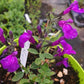 Vendita Salvia viola di Milano in vaso 14 è una salvia ornamentale microphylla di colore viola e piccola altezza circa 30 cm Fiorisce da aprile a novembre e sopporta bene il freddo fino a -8 gradi.