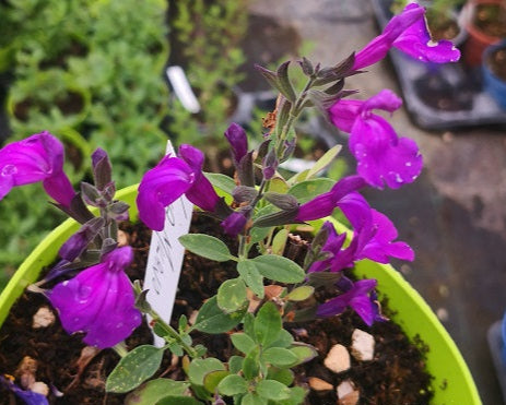 Vendita Salvia viola di Milano in vaso 14 è una salvia ornamentale microphylla di colore viola e piccola altezza circa 30 cm Fiorisce da aprile a novembre e sopporta bene il freddo fino a -8 gradi.