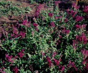 Salvia nemorosa ‘Plumosa’, pianta ornamentale rifiorente con spighe viola compatte