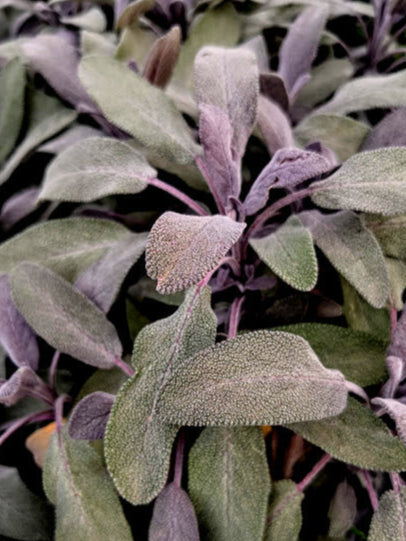 Salvia officinalis ‘Purpurea’, pianta aromatica con foglie viola e fiori lilla, decorativa e profumata.