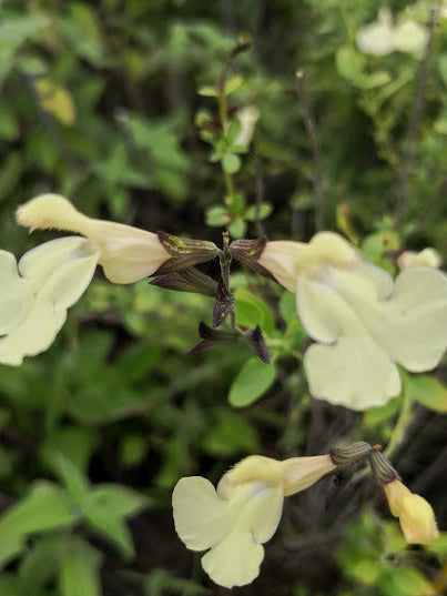 Salvia Trelissik in vendita in vaso diametro 14 cm, Pianta perenne a forma di cespuglio con piccole foglie ovali verde semi-persistenti e molto profumate. Fiori color panna  da maggio a novembre. Esposizione pieno sole o mezz' ombra, sopporta periodi di siccità, rustica -12°C