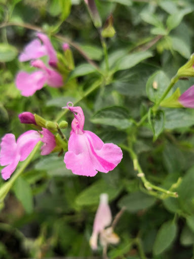 Vendita Salvia Trewithen in vaso 14 è una pianta perenne a forma di piccolo cespuglio con foglie ovali verde semi-persistenti e molto profumate. Fiori tra il viola e il fuxia da maggio a novembre.