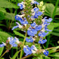 Salvia uliginosa, pianta ornamentale rifiorente dai fiori azzurri delicati
