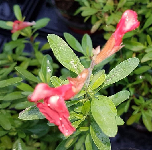 Salvia el durazno in vendita in vaso 14. è pianta ornamentale perenne, che ama stare al sole, fiorisce da maggio fino a novembre di colore rosa. La salvia el durazno è molto resistente, in inverno perde le foglie e le rimette in primavera.   