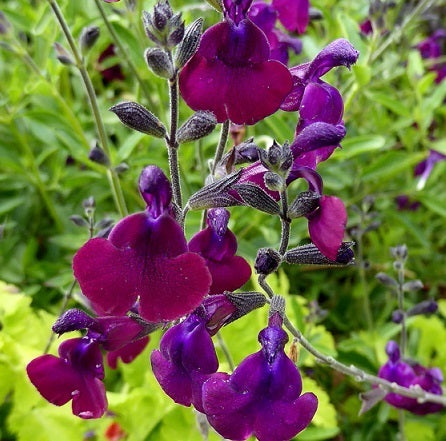 La Salvia 'Nachtvlinder' è una varietà di salvia ornamentale con fiori tubolari blu o viola e foglie lanceolate verdi. La sua caratteristica distintiva è il profumo attraente che spesso attira farfalle e impollinatori notturni. È una pianta perenne compatta, ideale per giardini di fiori perenni e bordure, con una fioritura che si estende dalla primavera all'autunno.