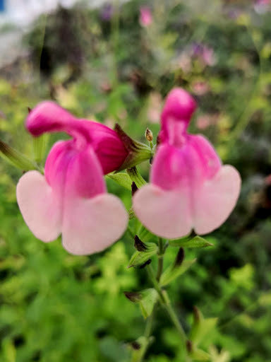 Vendita Salvia Shell Dancer in vaso 14 Pianta perenne a forma di cespuglio con piccole foglie ovali verde semi-persistenti e molto profumate. Fiori bicolori rosa scuro e rosa chiaro da maggio a novembre. Esposizione pieno sole o mezz' ombra, sopporta periodi di siccità, rustica -12°C.. Altezza e 50-70 cm. 