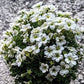 La Saxifraga con fiori bianchi è una pianta perenne caratterizzata da piccoli fiori bianchi o crema e foglie spesso carnose. La sua altezza può variare, e molte specie formano rosette basali. Fiorisce di solito in primavera o all'inizio dell'estate e cresce bene in terreni ben drenati. Adatta per giardini rocciosi, bordure o vasi, la saxifraga richiede generalmente cure minime e può aggiungere un tocco delicato e decorativo a vari ambienti.