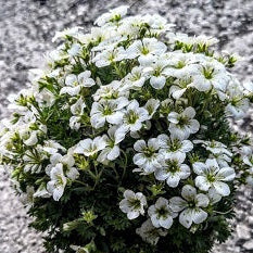 La Saxifraga con fiori bianchi è una pianta perenne caratterizzata da piccoli fiori bianchi o crema e foglie spesso carnose. La sua altezza può variare, e molte specie formano rosette basali. Fiorisce di solito in primavera o all'inizio dell'estate e cresce bene in terreni ben drenati. Adatta per giardini rocciosi, bordure o vasi, la saxifraga richiede generalmente cure minime e può aggiungere un tocco delicato e decorativo a vari ambienti.