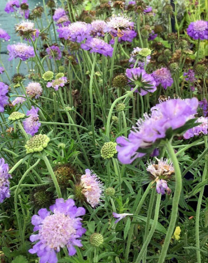 Scabiosa cretica in fiore, con capolini lilla e foglie grigio-argento, pianta perenne resistente per bordure e giardini secchi.