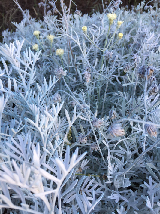 Senecio vira vira con foglie grigio-argento e piccoli fiori gialli, pianta perenne aromatica e ornamentale da giardino mediterraneo.
