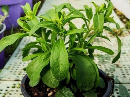 Stevia rebaudiana, pianta dolcificante naturale con foglie verdi aromatiche e fiori bianchi.