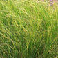Stipa tenuissima, graminacea ornamentale setosa con fogliame sottile verde chiaro e spighe piumose color paglia