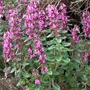 eucrium chamaedrys, pianta per giardino con fiori lilla e foglie aromatiche. Acquista online con spedizione veloce