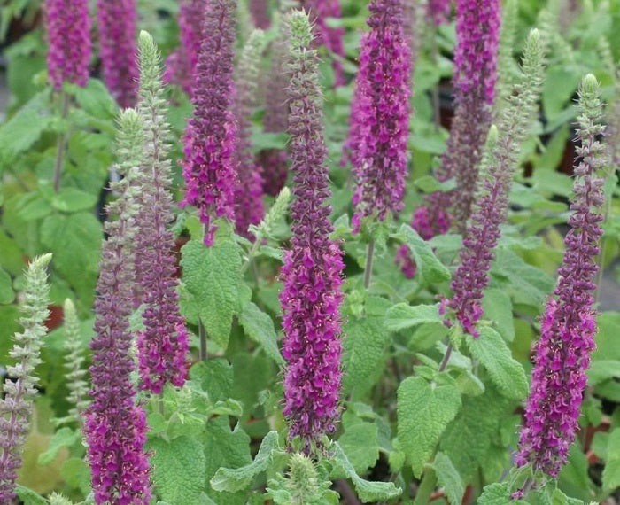 Teucrium hircanicum, pianta per giardino con fiori lilla e foglie aromatiche. Acquista online con spedizione veloce