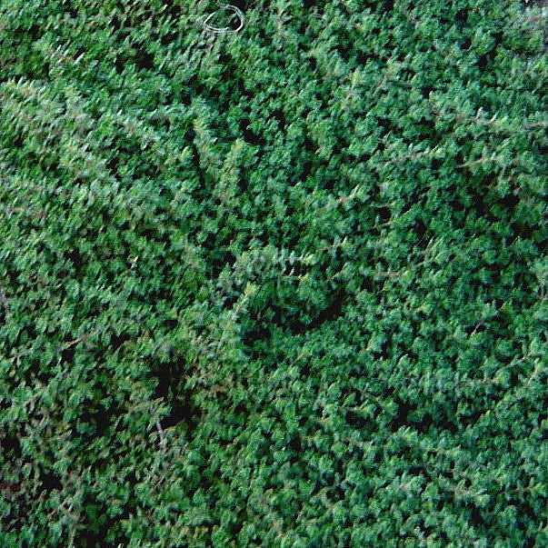 Timo Ciliato (Thymus ciliatus), pianta aromatica perenne strisciante con foglie grigio-verdi e fiori rosa, coltivata al Lavandeto di Assisi