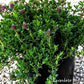 Timo Serpillo in fiore, pianta tappezzante con fiori rosa e foglie profumate, ideale per bordure, aiuole e giardini rocciosi.