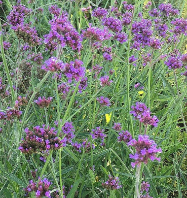 Verbena bonariensis in fiore con steli alti e fiori lilla, pianta leggera per bordure naturalistiche e giardini a bassa manutenzione.