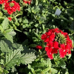 Verbena hybrida ‘Eden’ in fiore, tappezzante perenne rifiorente per bordure soleggiate