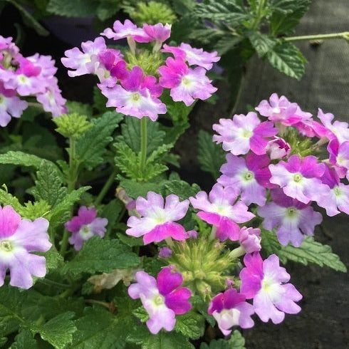 Verbena hybrida ‘Endurance Scape’ variegata lilla in fiore, tappezzante perenne dai fiori lilla e foglie variegate