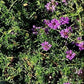 Verbena Pulchella. Verbena Pulchella è una  erbacea perenne sempreverde, molto vigorosa, ottima pianta tappezzante, vive bene in pieno sole ma anche a mezz' ombra. Questa piantina può creare un tappeto erboso a bassa manutenzione e essere piantata al posto del prato inglese o del trifoglio ecc.. ,  infatti nelle  zone a pieno sole rimane alta pochi centimetri 3/4 e anche al momento della fioritura rimane basse avendo a steli molto corti,