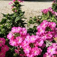 La Verbena canadensis rosa intenso è una varietà di Verbena caratterizzata da fiori di un rosa vibrante e intenso. Questa pianta tappezzante forma tappeti fioriti con fogliame verde medio e attira farfalle e altri impollinatori. Adatta per giardini ornamentali e aiuole, offre un tocco vivace e colorato al paesaggio.