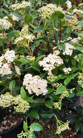 Viburno (Viburnum), arbusto ornamentale sempreverde o caducifoglie con fiori profumati e bacche decorative